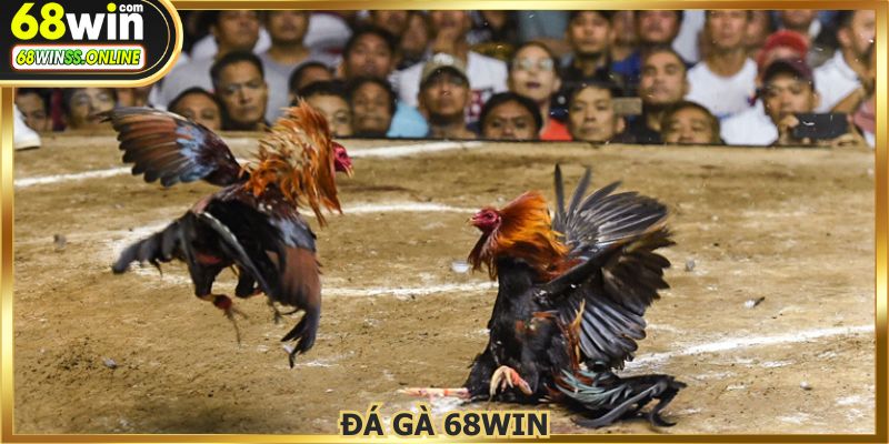 Đá Gà 68WIN